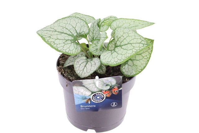 A09 . Brunnera macrophylla 'Silver Spear'