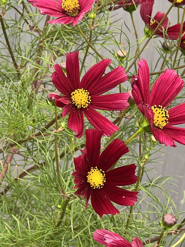 Cosmos Rubenza