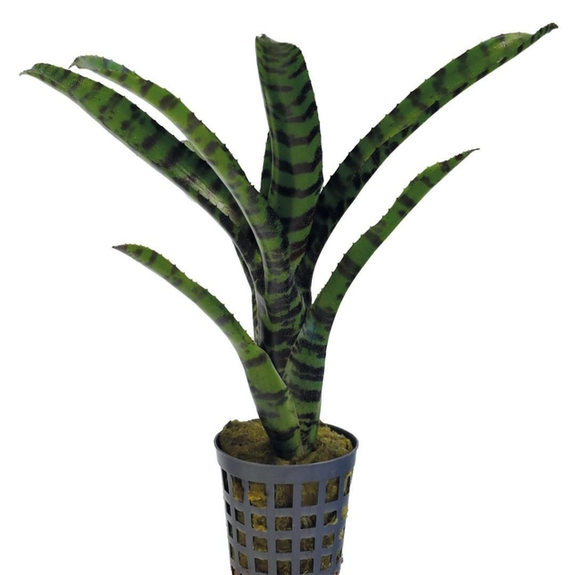 PT Neoregelia Rubrifolia 2 8715897361586