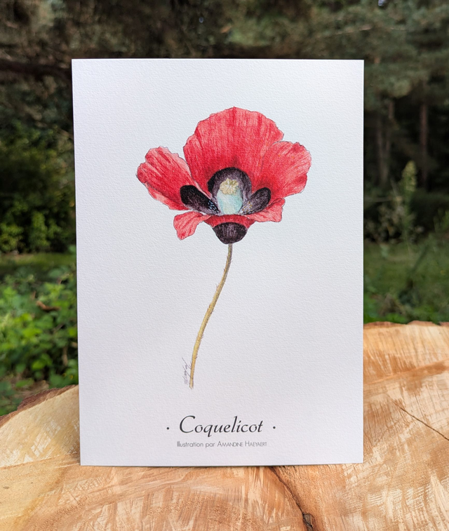 Tirage Coquelicot