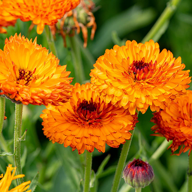 Calendula Neon