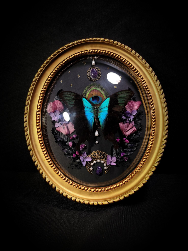 Cadre Vintage "Papilio Peranthus"