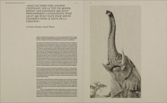 Dans l'ombre des éléphants