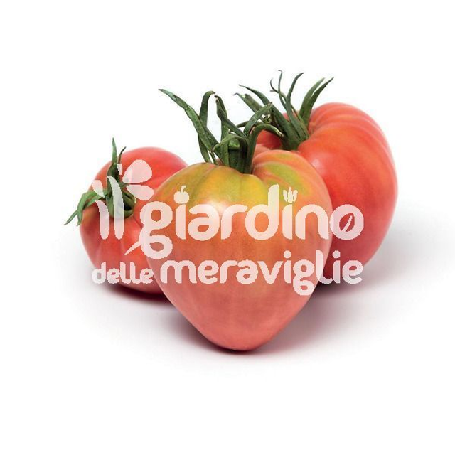 O16 . Pomodoro classico innestato Cuore di Bue in Pack da 4 piantine