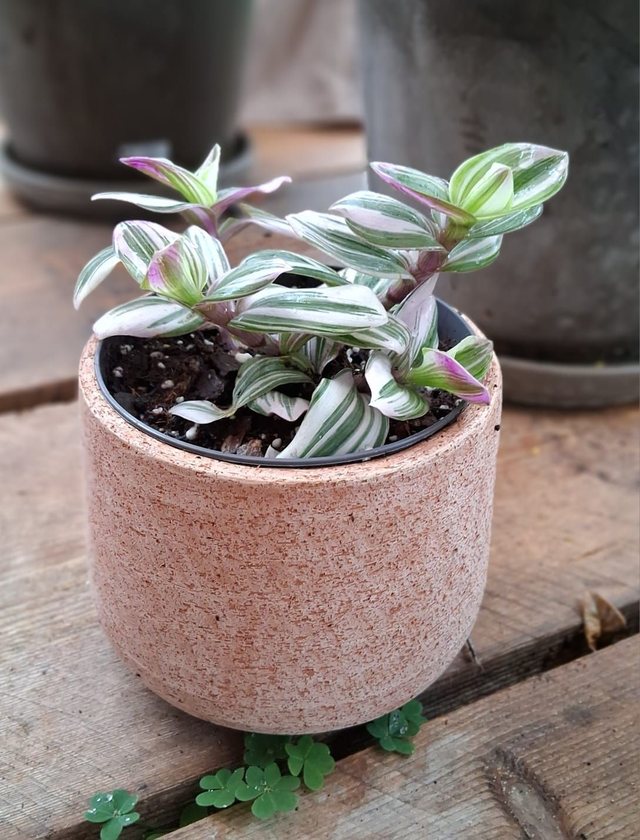 C59 . Tradescantia albiflora 'Nanouk' in cachpot "Galestro"