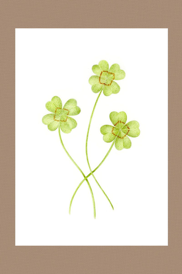 Illustration de 3 trèfle a 4 feuilles