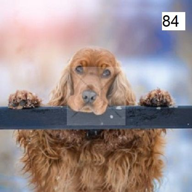 Panneau chien Cocker en Polyester imperméable - 40x40cm 