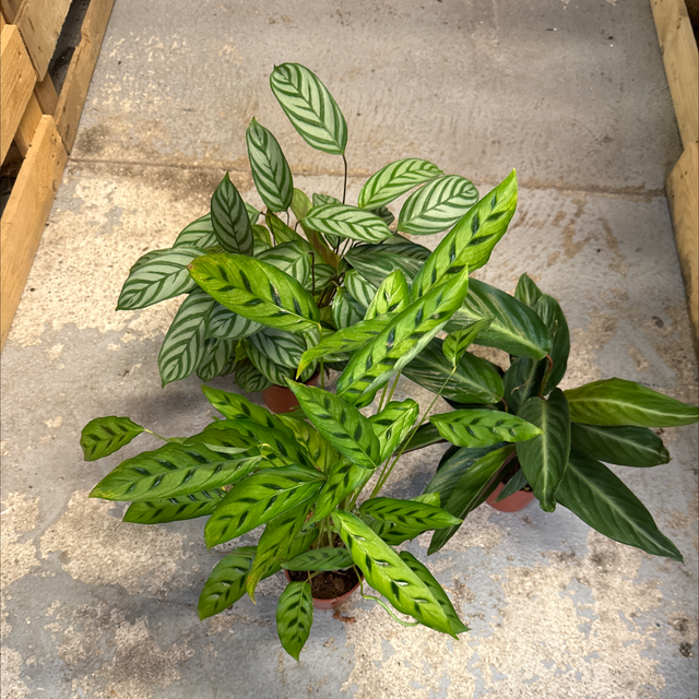 Calathea Mix (Petite)