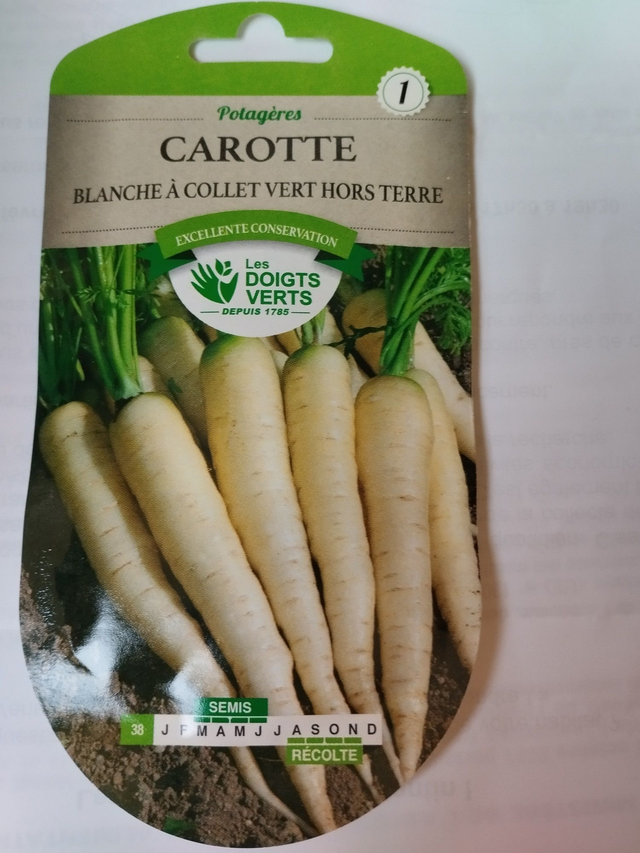 Carotte blanche à collet vert hors terre