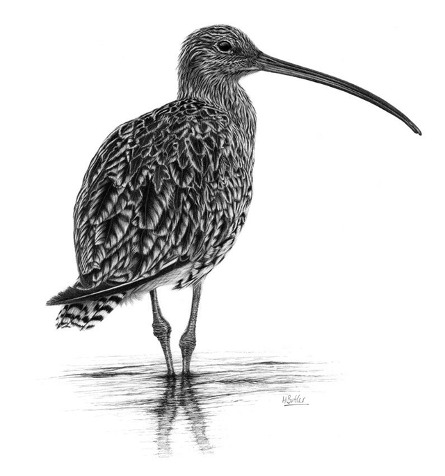 'Curlew.'  original framed graphite pencil drawing.