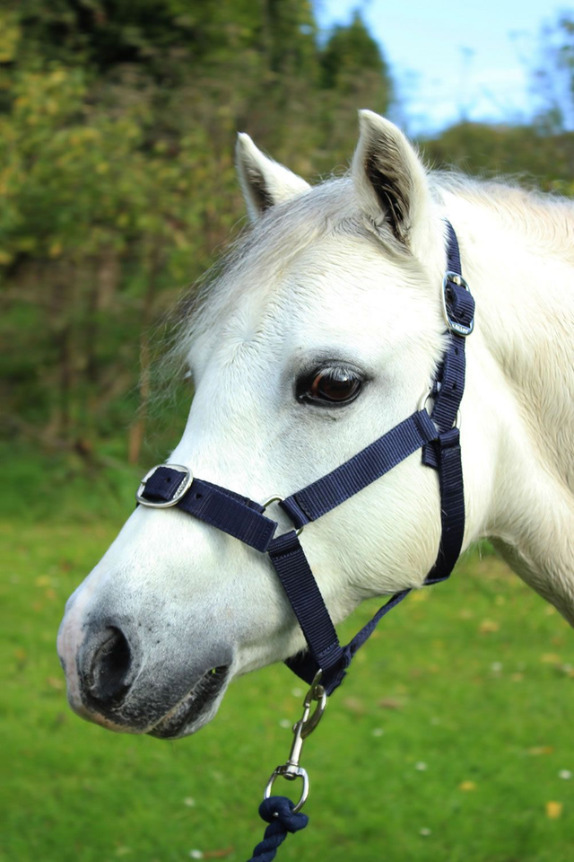 GALLOP Shetland Head Collar &amp; Leadrope - NAVY