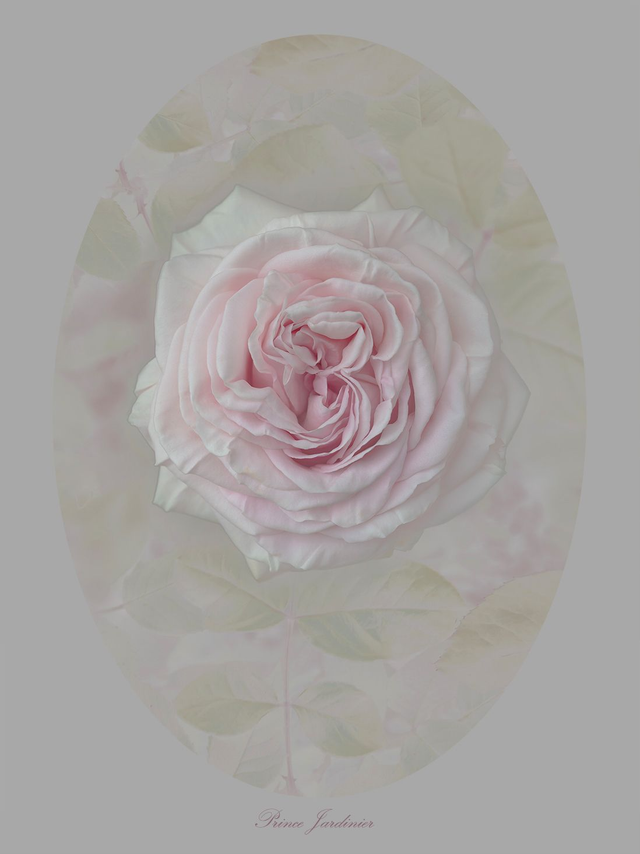 Rose Prince Jardinier