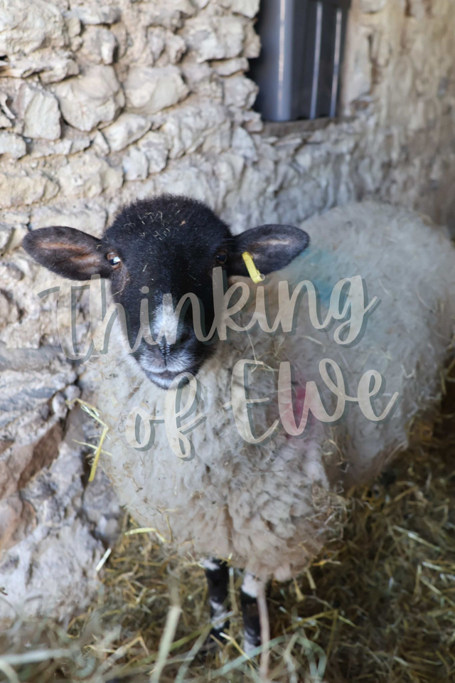 Expectant Ewe - Handcrafted Reclaimed Wood