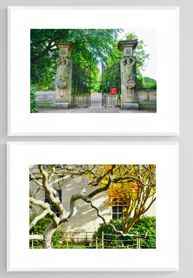 A tree for all seasons- Print