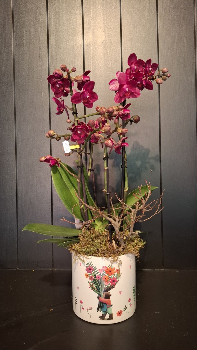 Orchidee