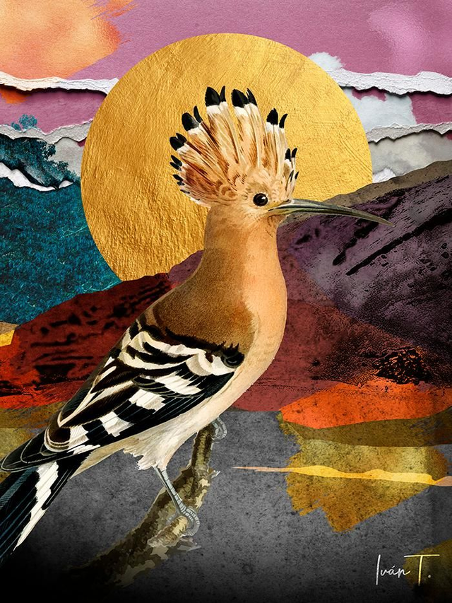 Hoopoe en Montaña Roja · NUEVA COLECCIÓN