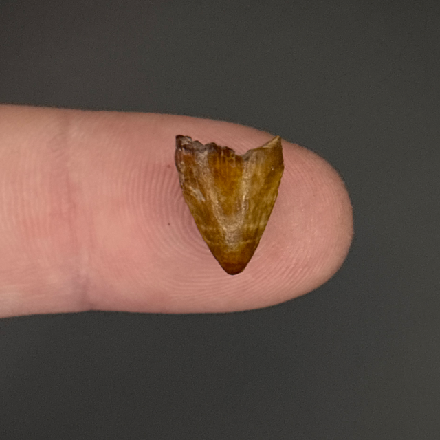 Mahajangasuchus Tooth
