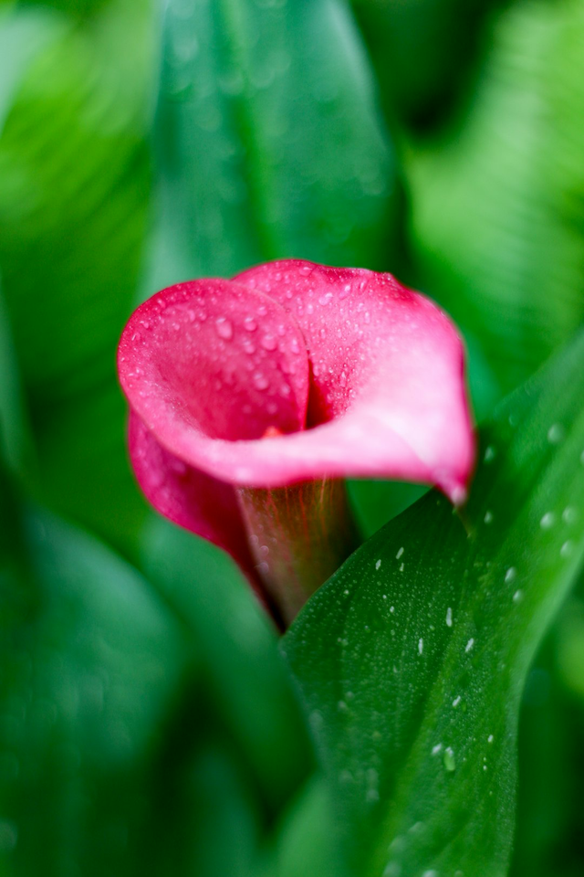 Arum