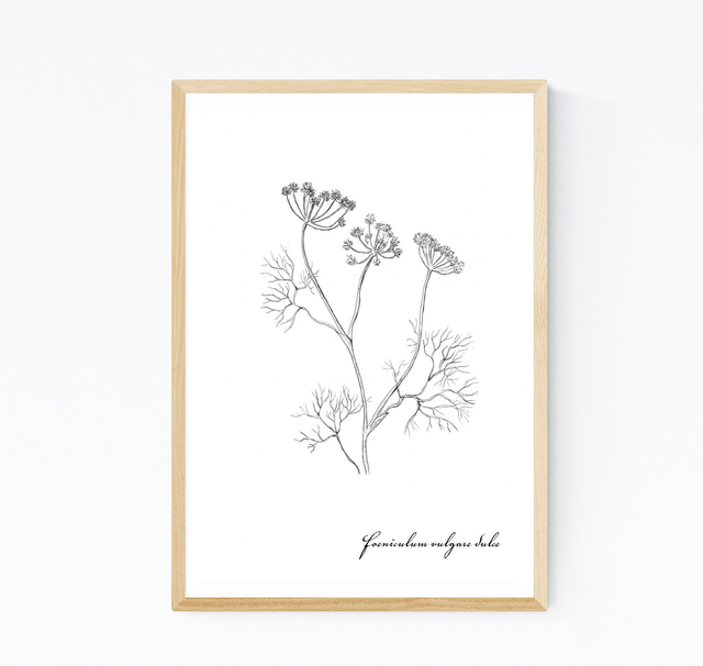 Fenouil, fueniculum vulgare dulce