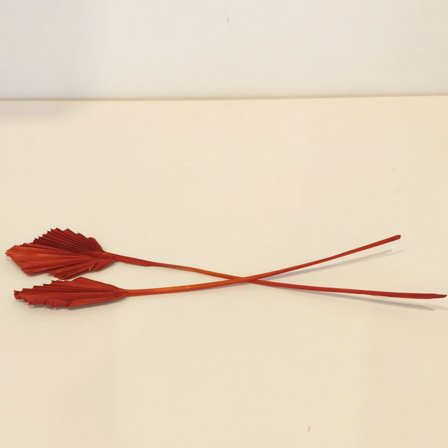 Palm Spear mini séché – Fleur éventail naturelle pour bouquets secs et déco florale bohème
