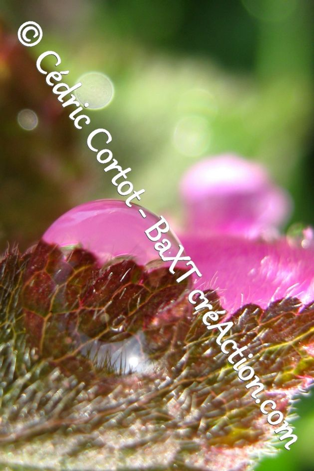 Impression sur alu dibond - Rosée et gouttes de pluie (ref 0759)