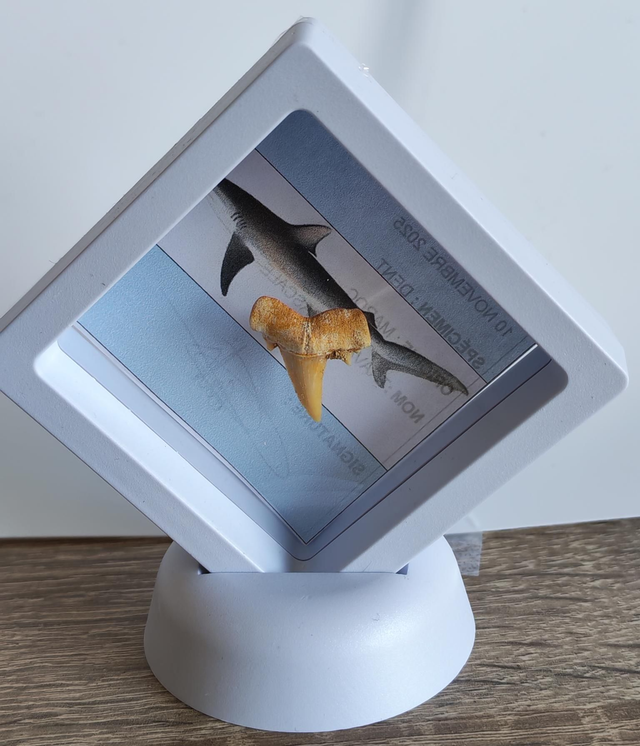 Dent de requin fossile 