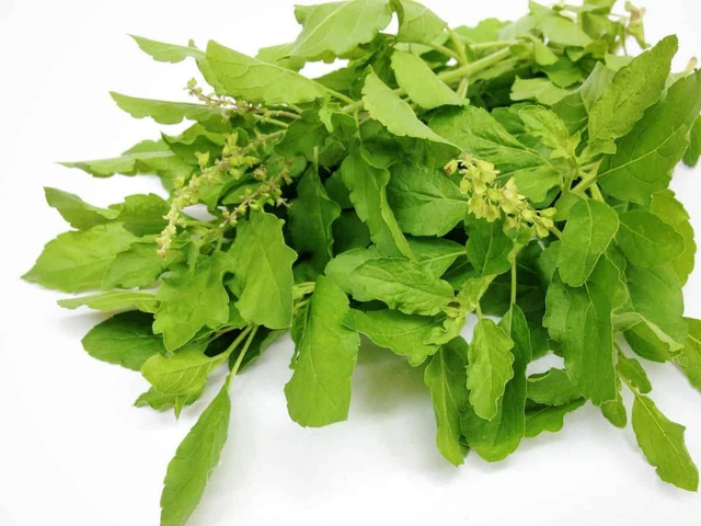 Fresh Holy Basil 100g