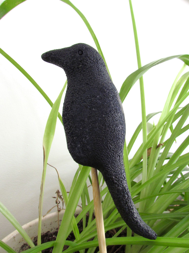 Prunelle la corneille 