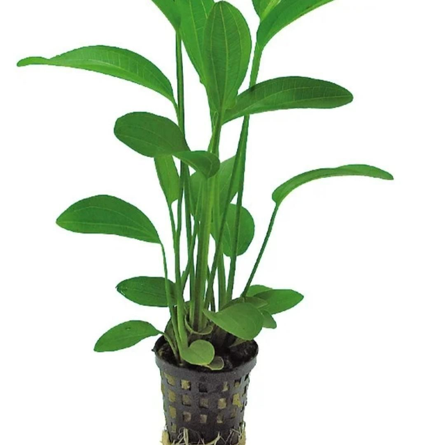 AP Echinodorus Radicans 8715897352119