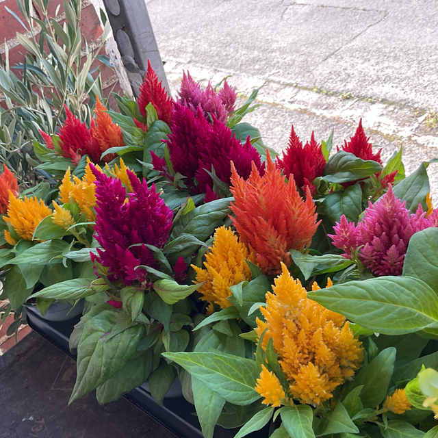 Celosia mix 