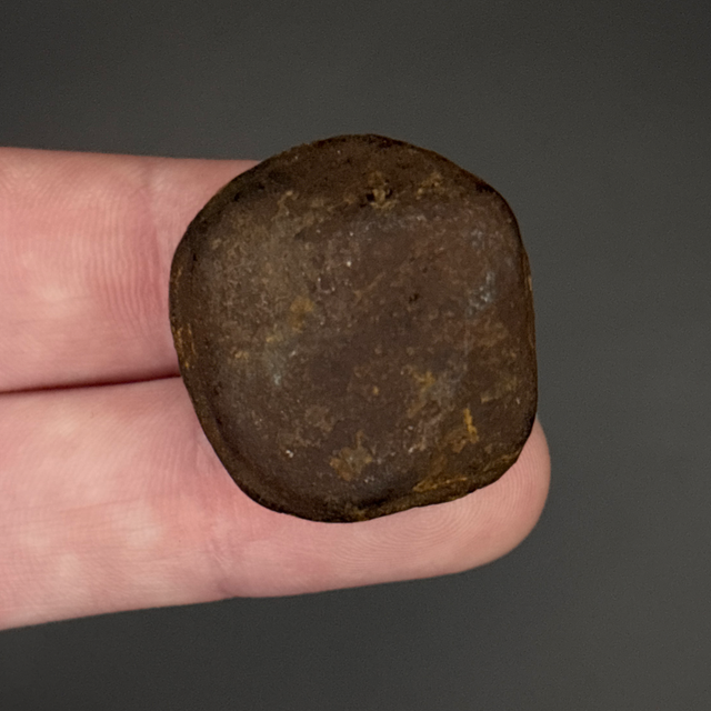 Giant Tortoises Spur