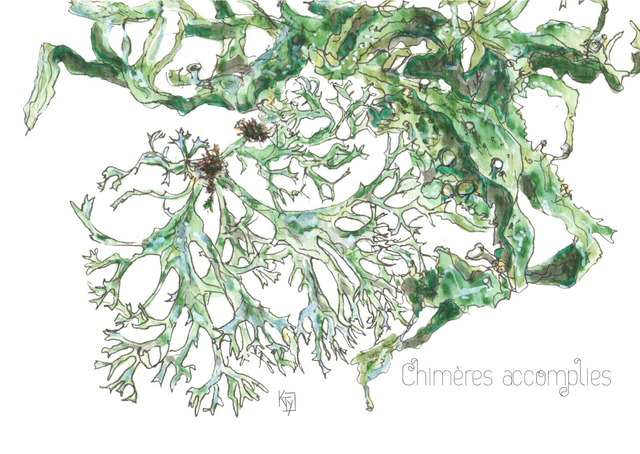 Lichens "Chimère accomplie