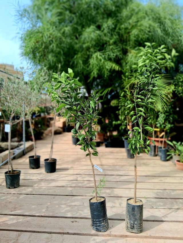 N32 . Arancia varietà Navel