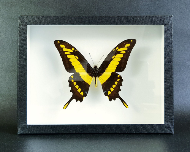 Papilio thoas