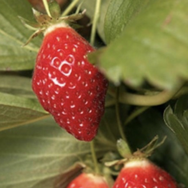 Plant fraisier Cirafine Bio (Remontant)