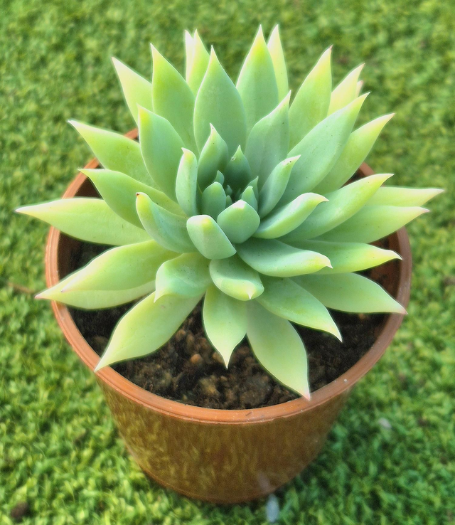 Sedeveria 'Fanfare'
