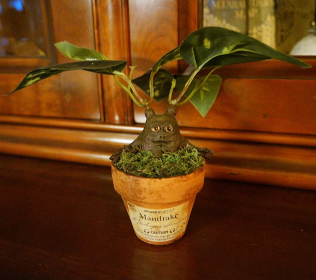 Mandragore (Mandrake) - objet de collection magique