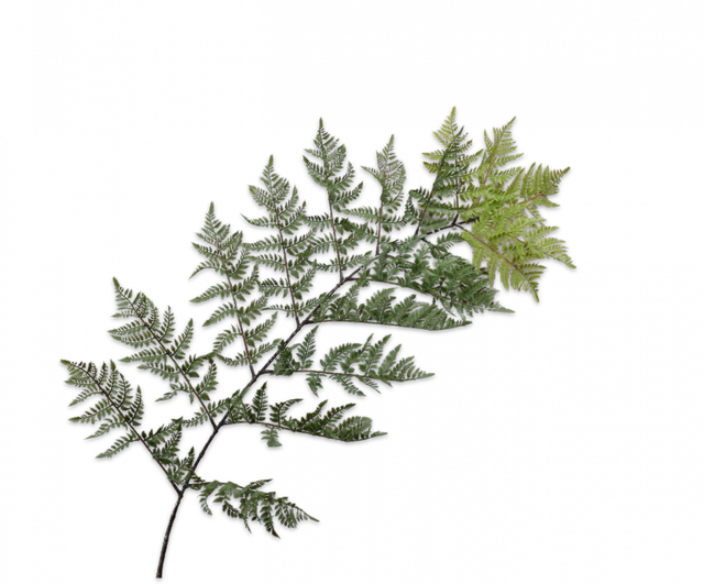 Silk-Ka Varen tak 180cm groen