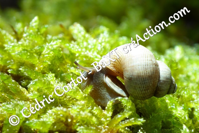 Impression sur alu dibond - Le petit monde du Vivant (ref P1170108)