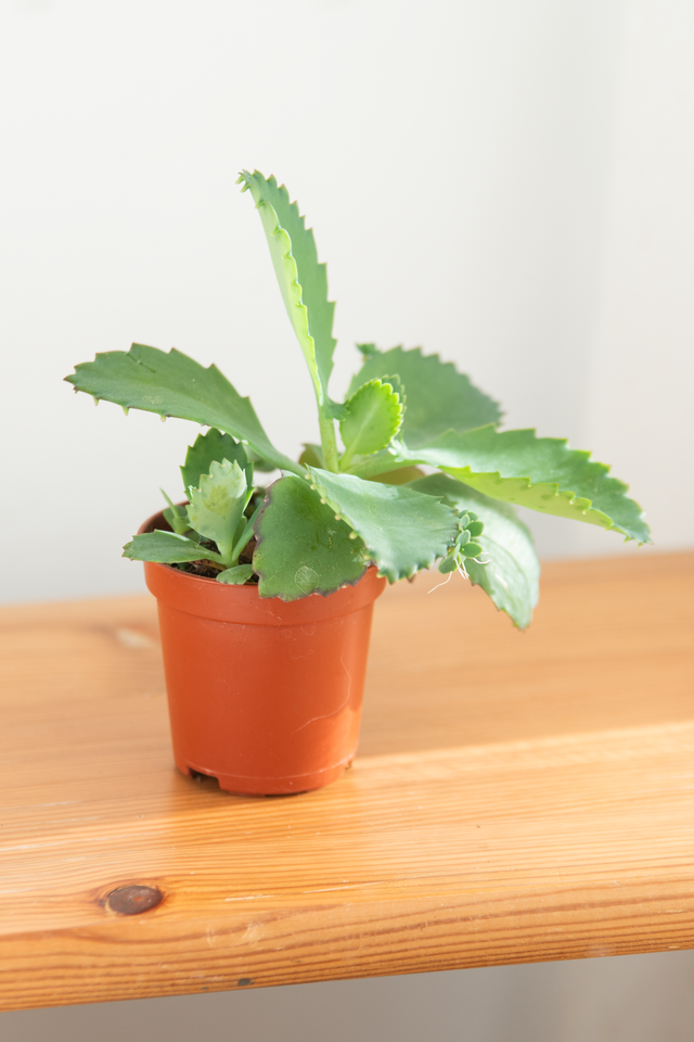 Kalanchoé Daigremontiana (mini) 🌿