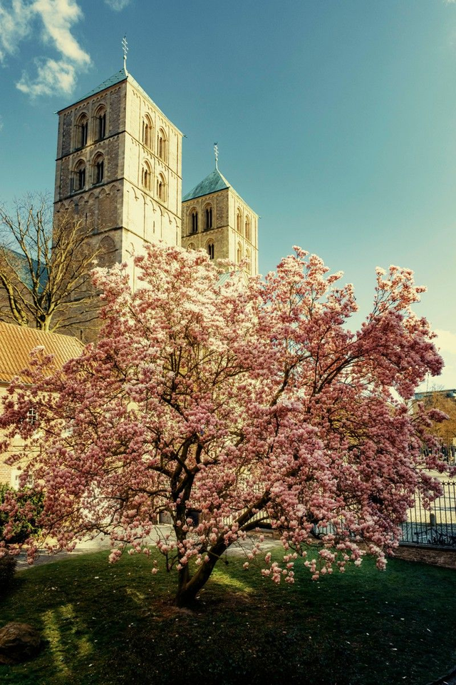 Dom mit Magnolie