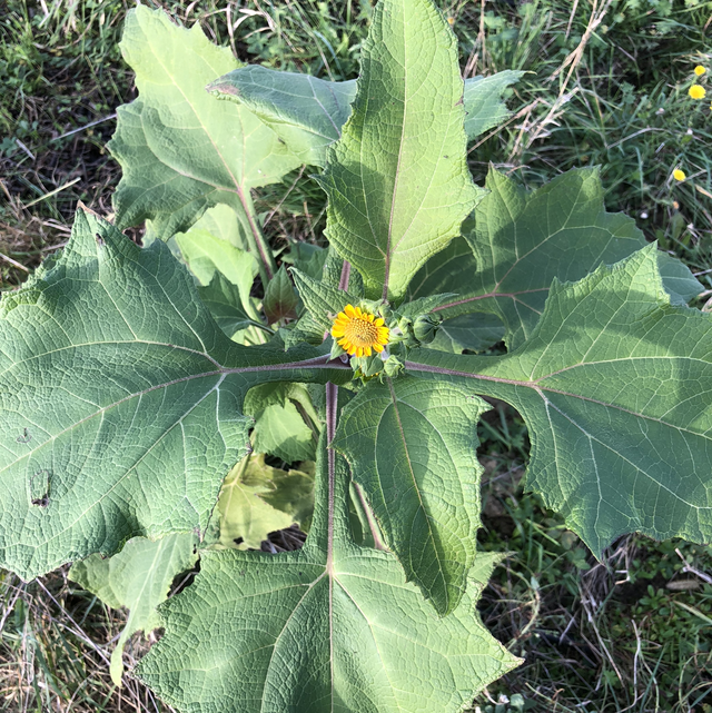 Poire de terre Bio - Yacon (Smallanthus sonchifolius)