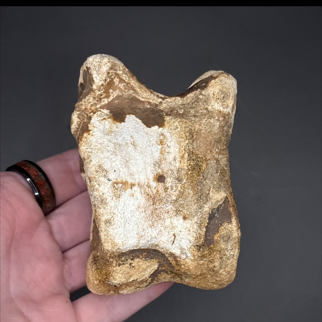Bison Tarsal 