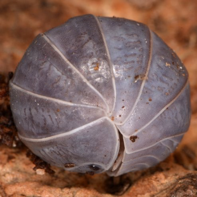 Greek isopods Armadillidium officinalis