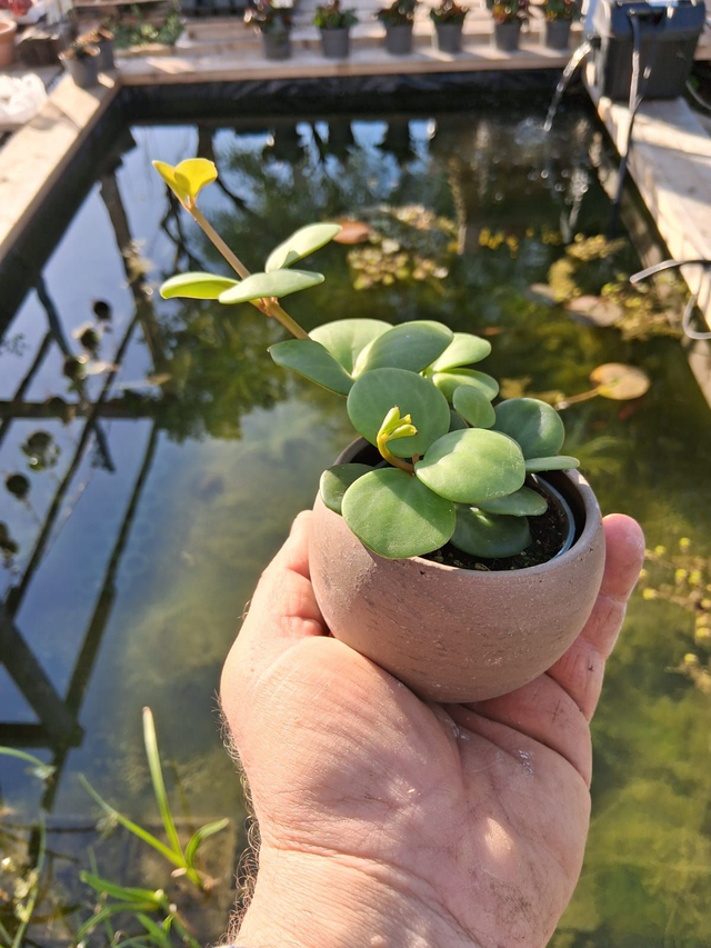 C38 . Peperomia 'Hope' CB510/13RS