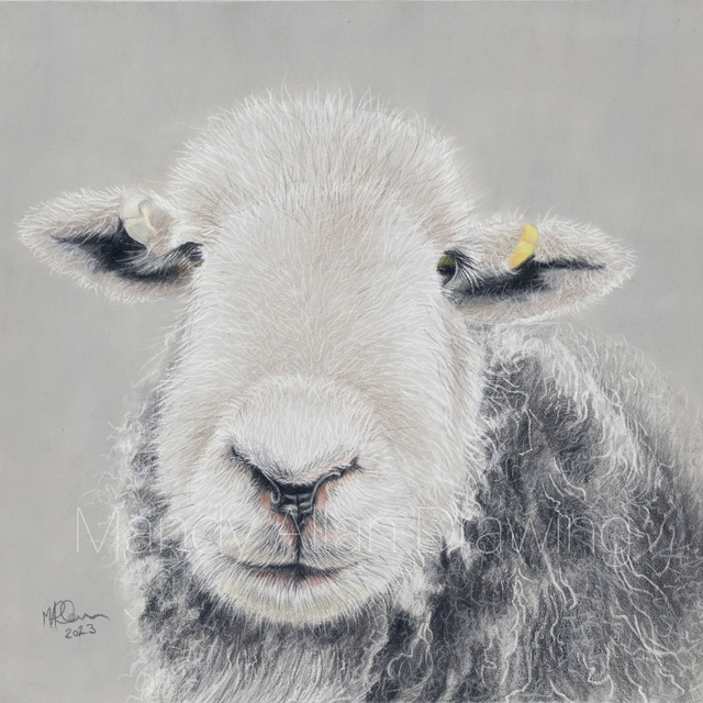 "Seth at Cold Fell"- Limited Edition Herdwick Sheep Print