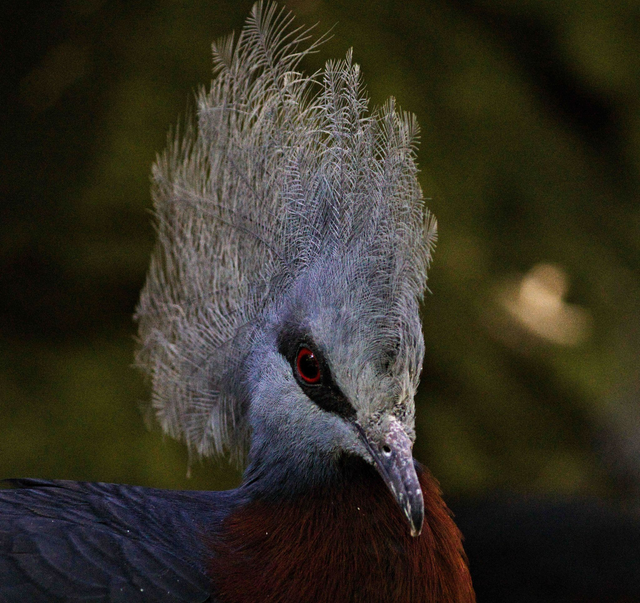 goura scheepmakeri Dimensions extérieures : 33,8 x 32 cm 1 cm bord blanc 