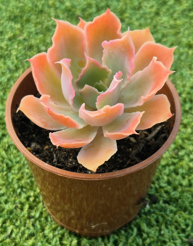 Echeveria 'Neon Breakers'