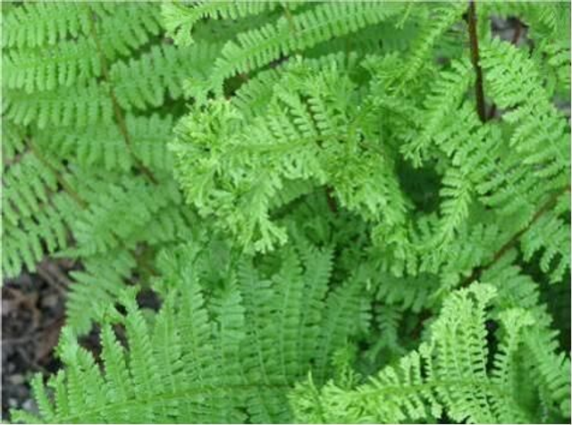 Athyrium filix-femina 'Rotsteil Grandiceps' Crested Lady Fern 