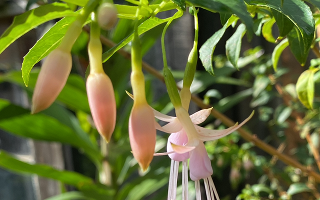Plantas